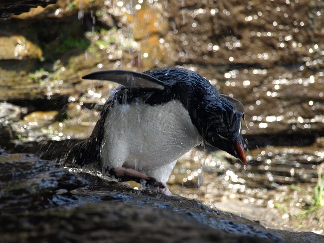 ../../Pictures/241209/074 Rockhopper.JPG